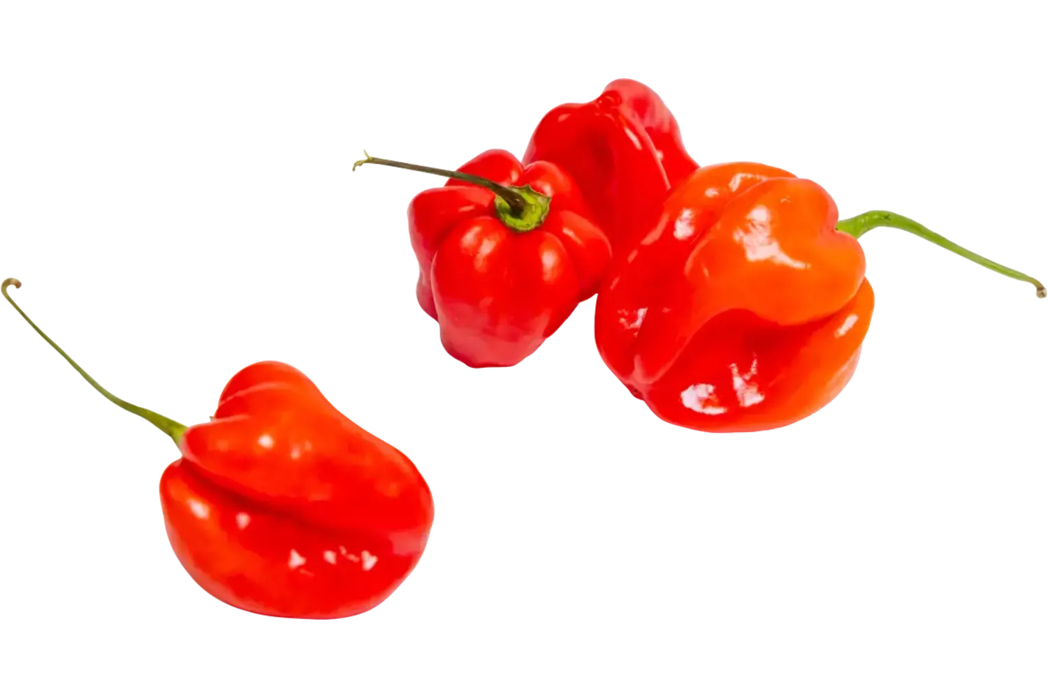 Madame jeanet pepers rood 100gr kist 8 stuks